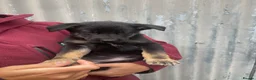 German Shepherd dogs for sale: German shepherd puppies  - Advert 13
