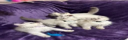 Ragdoll cats for sale: Beautiful GCCF Ragdoll Kittens  - Advert 15