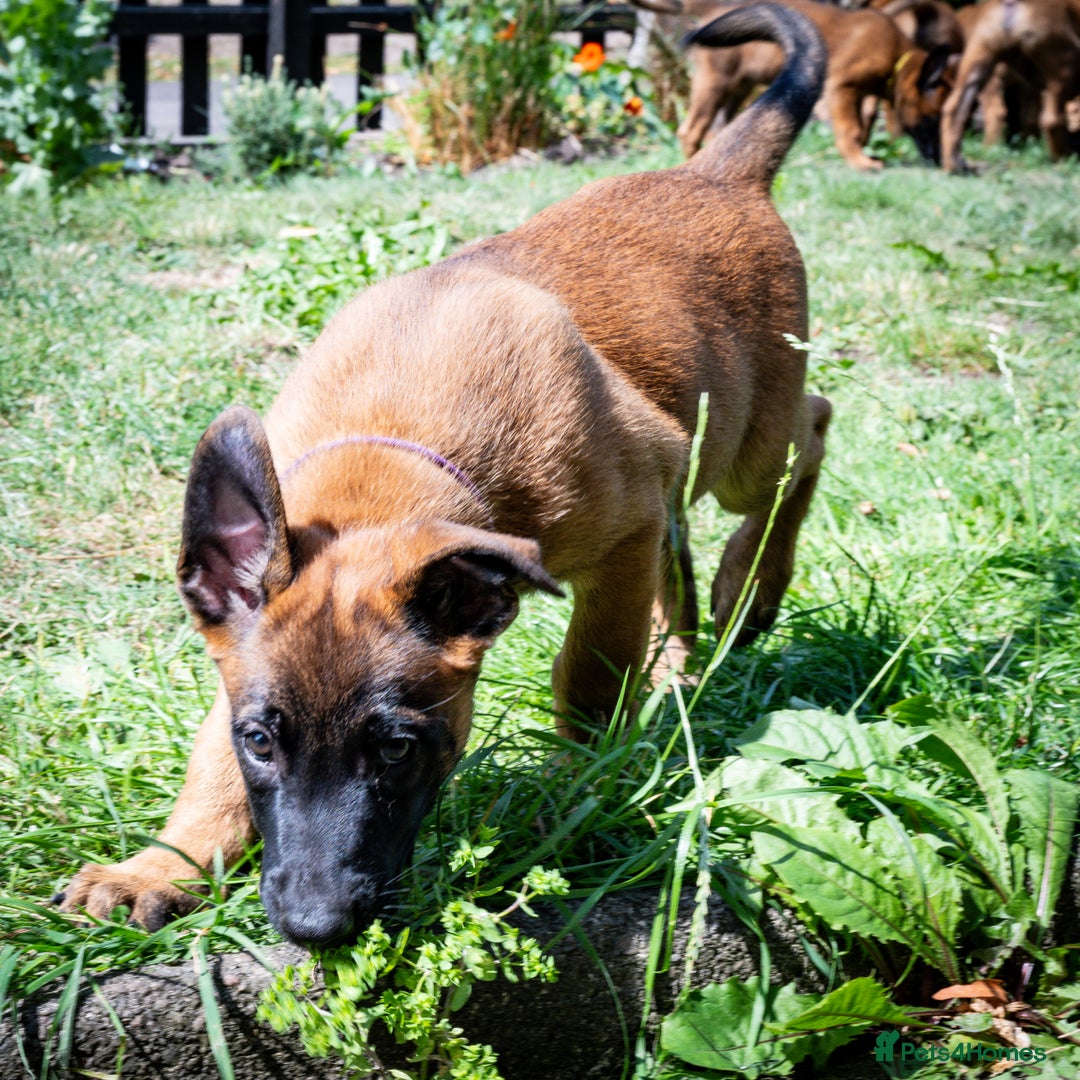 Belgian Shepherd Dog dogs for sale: Stunning Belgian Malinois Puppies Ready Now - Image 4