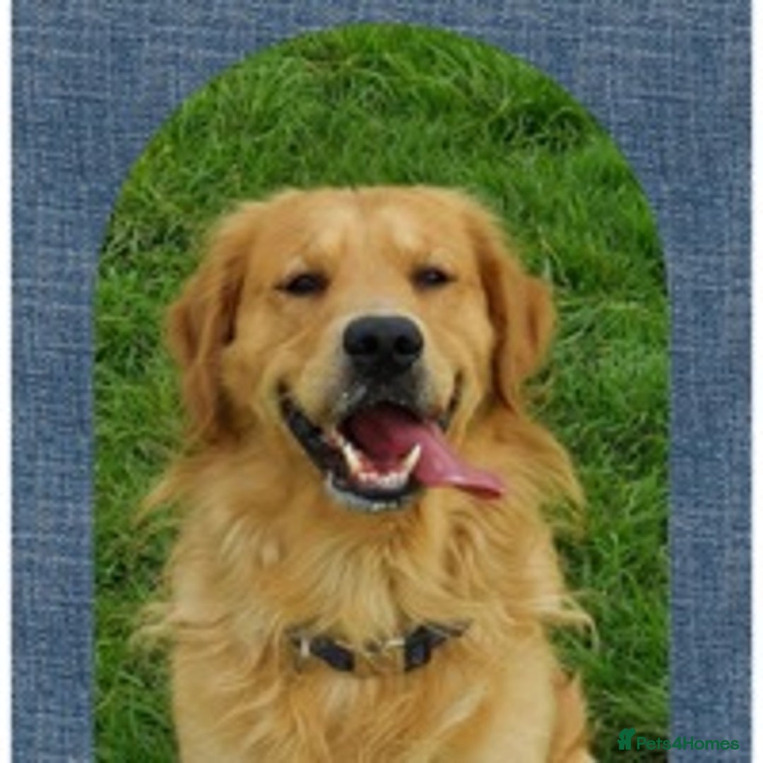Golden Retriever dogs for stud: stunning dark golden stud in Bury Saint Edmunds - Advert 3