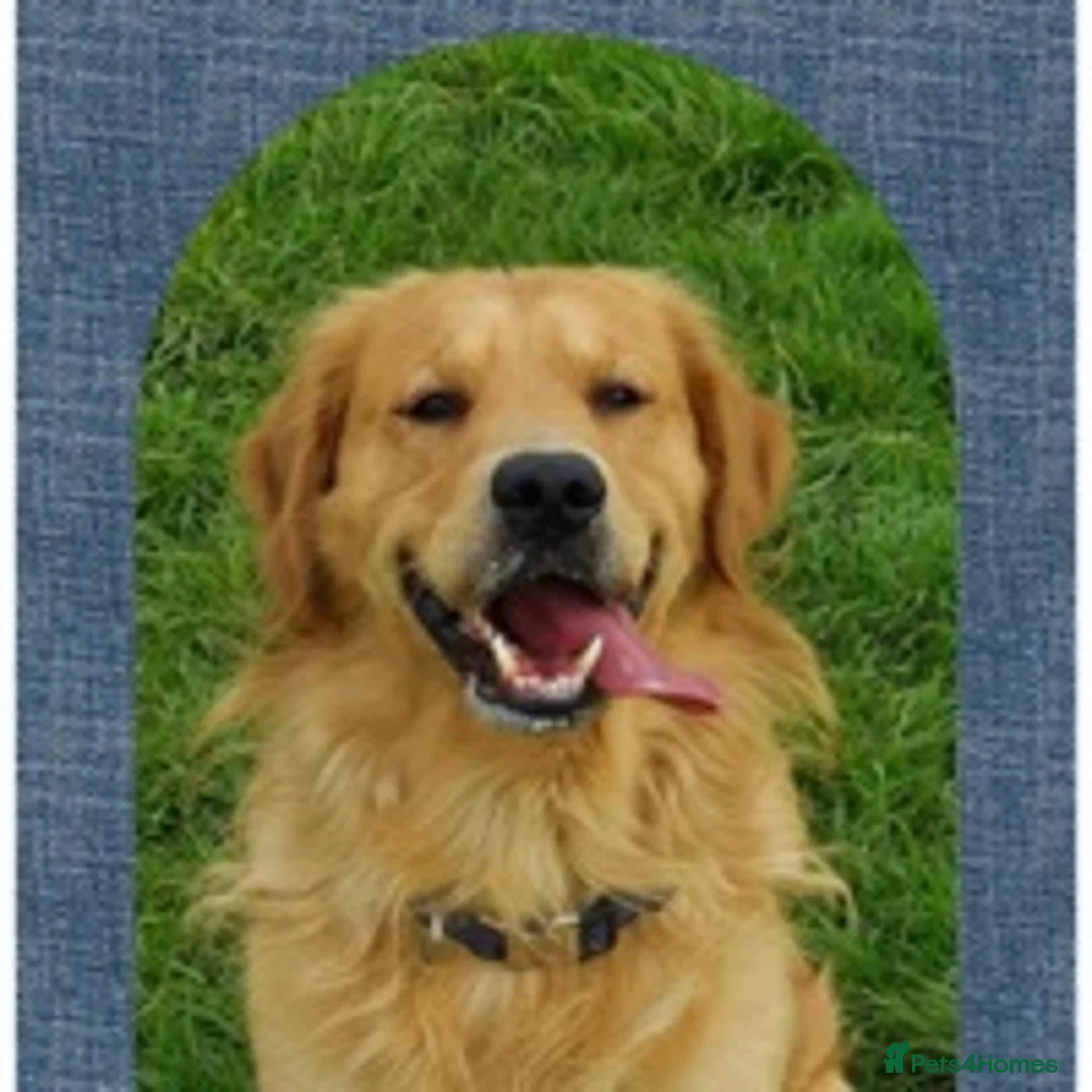 Golden Retriever dogs for stud: stunning dark golden stud in Bury Saint Edmunds - Advert 3