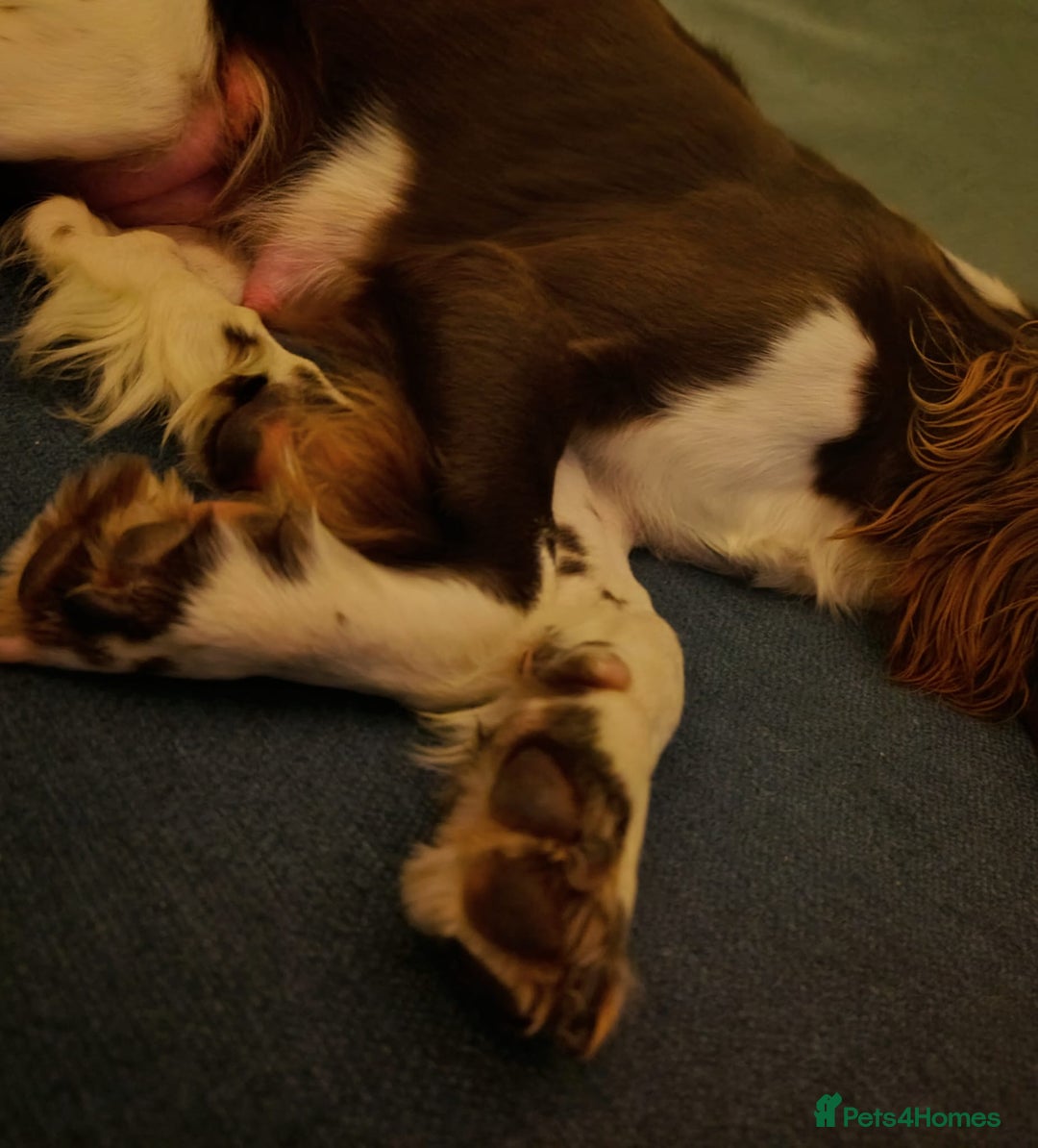 English Springer Spaniel dogs for sale: Working bred KC English Springer Spaniels puppies  - Image 33