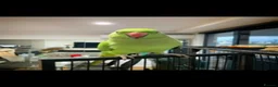 Parrots birds for sale: Baby green ring neck tamed talking parrot  - Advert 4