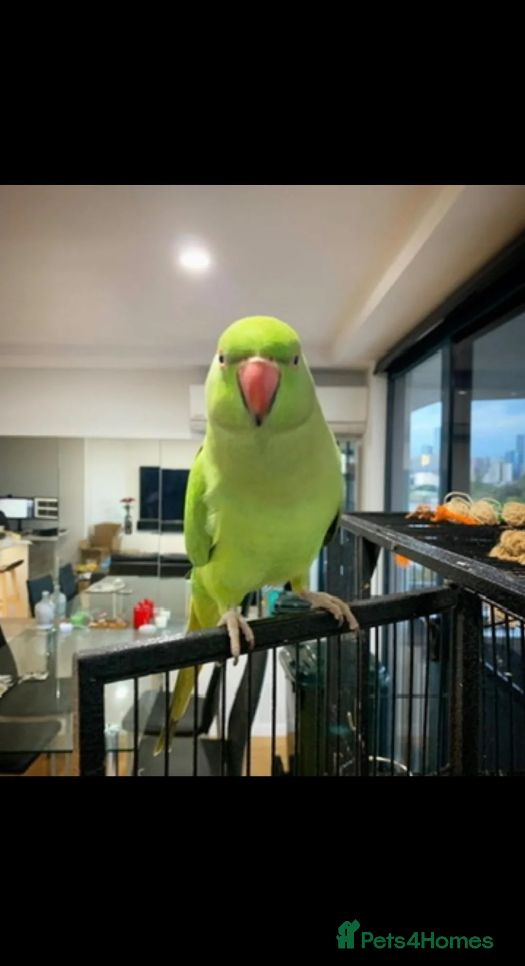 Parrots birds for sale: Baby green ring neck tamed talking parrot  - Advert 4