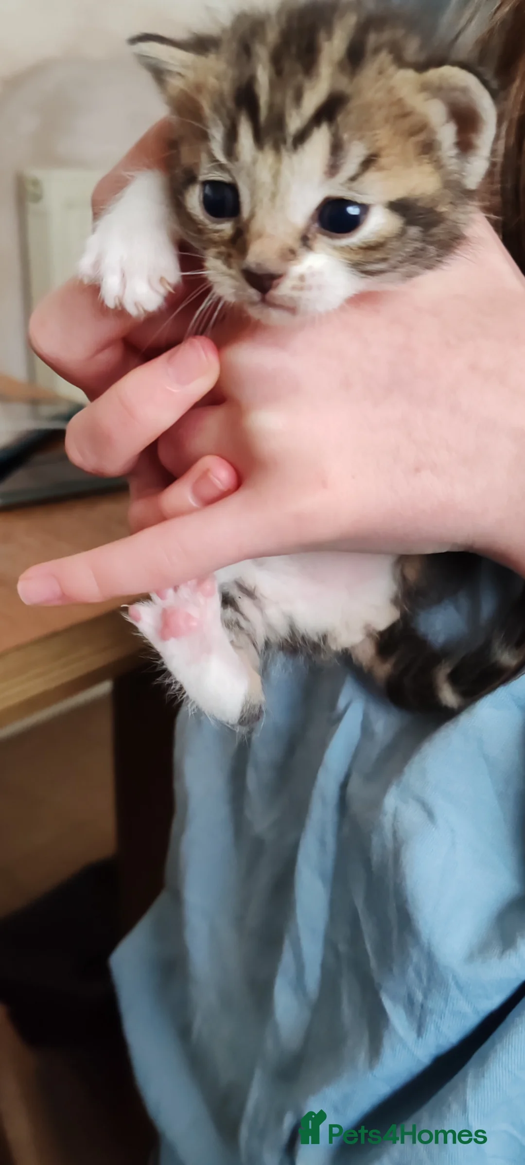 Mixed Breed cats for sale: 2 boys and 2 girl kittens  - Advert 6