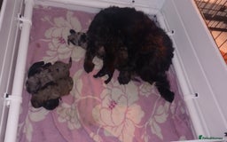 Shihpoo dogs for sale: 💕Stunning Rare F1 Merle Shoodles/Shihpoos💕 - Image 13