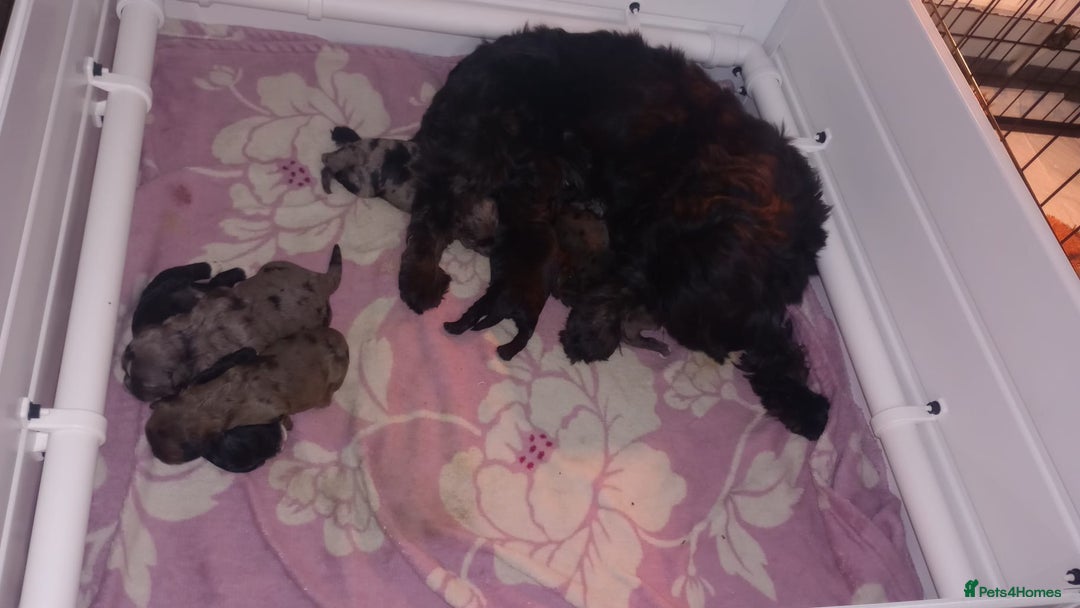 Shihpoo dogs for sale: 💕Stunning Rare F1 Merle Shoodles/Shihpoos💕 - Image 13