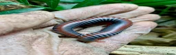 Millipedes invertebrates for sale: Atopochetus dollfusi, Rainbow Millipede Juveniles - Advert 7