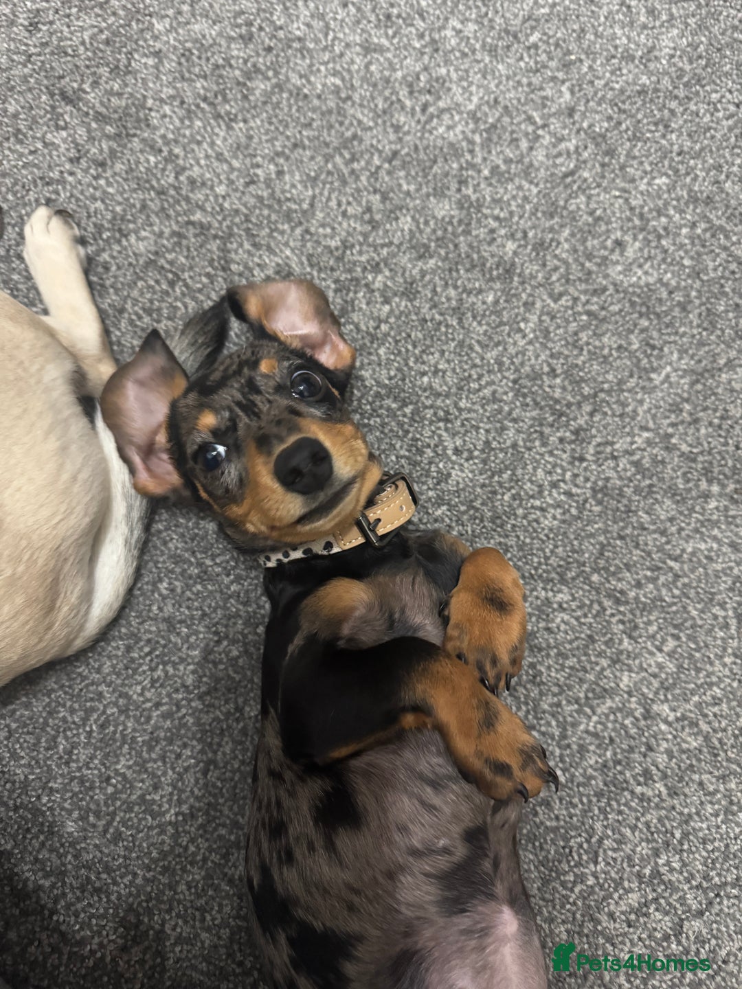 Miniature Dachshund dogs for sale: Miniature Dachshund  - Image 4