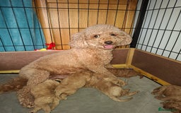 Cavapoo dogs for sale: Cavapoo - Image 7