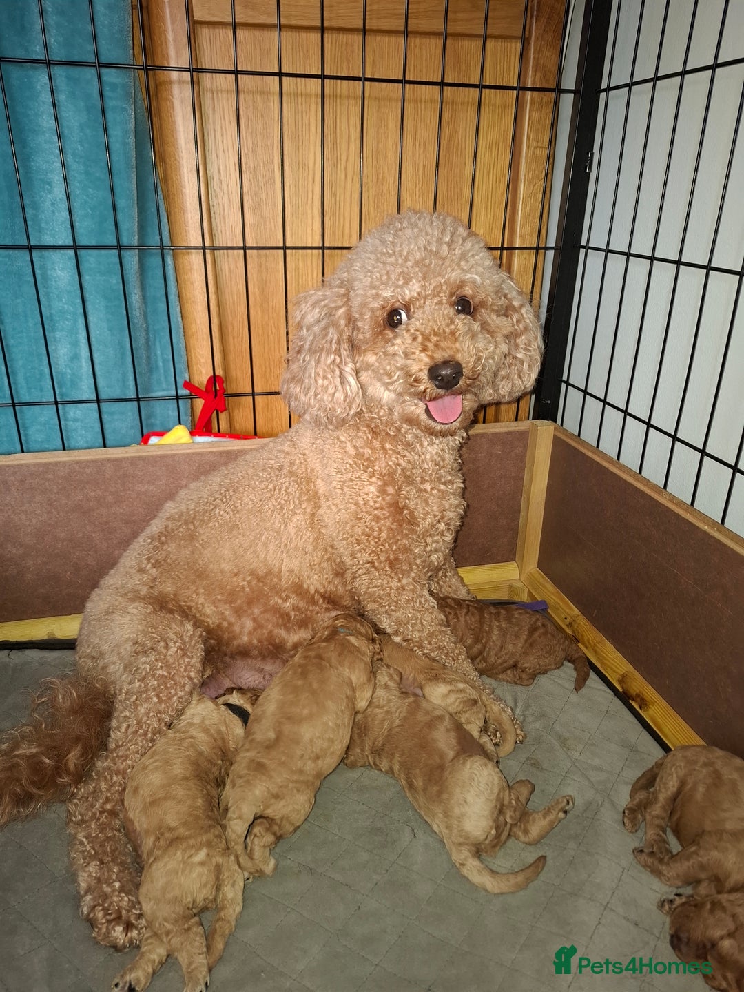 Cavapoo dogs for sale: Cavapoo - Image 7