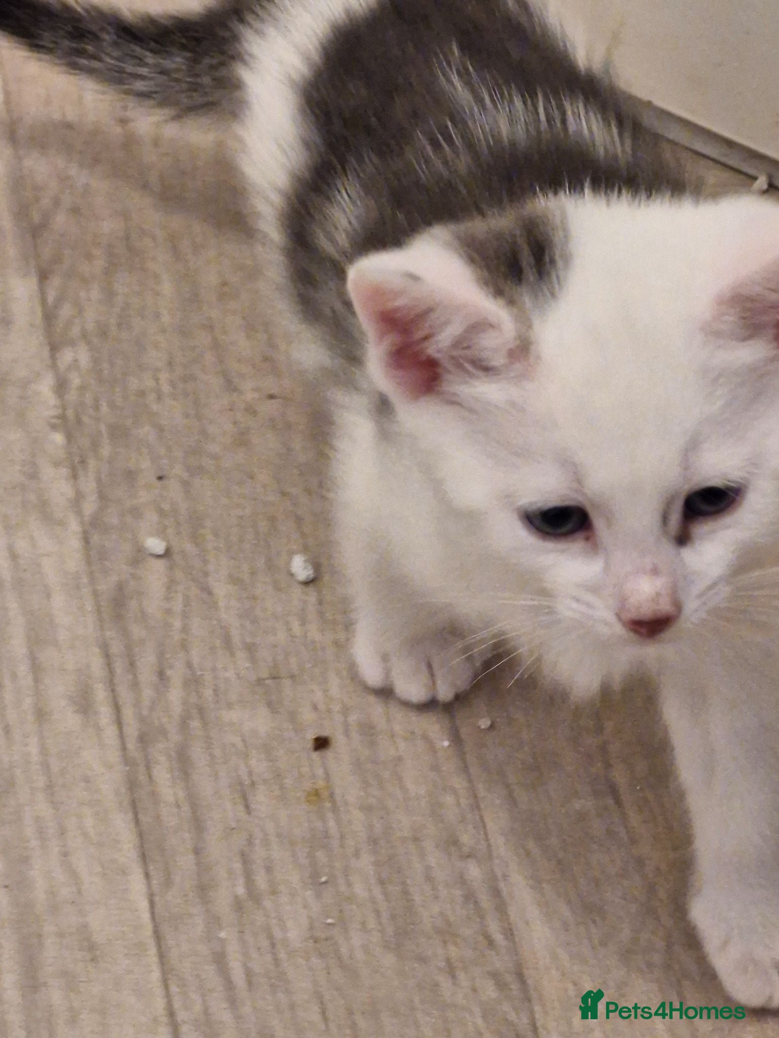 British Shorthair cats STUNNING RARE DILUTE CALICO KITTENS   - Advert 2