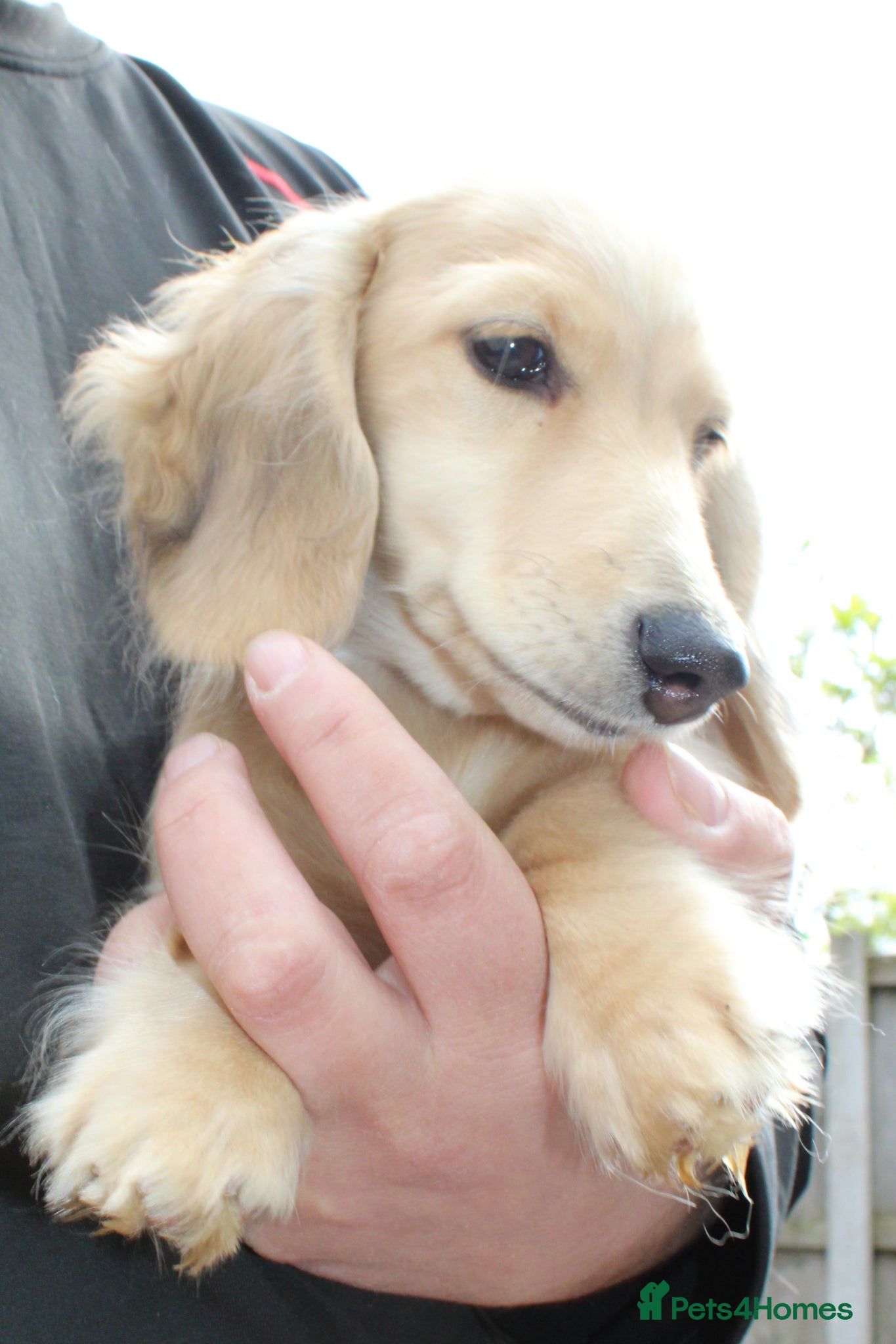Miniature Dachshund dogs for sale: Cream girl  - Advert 9