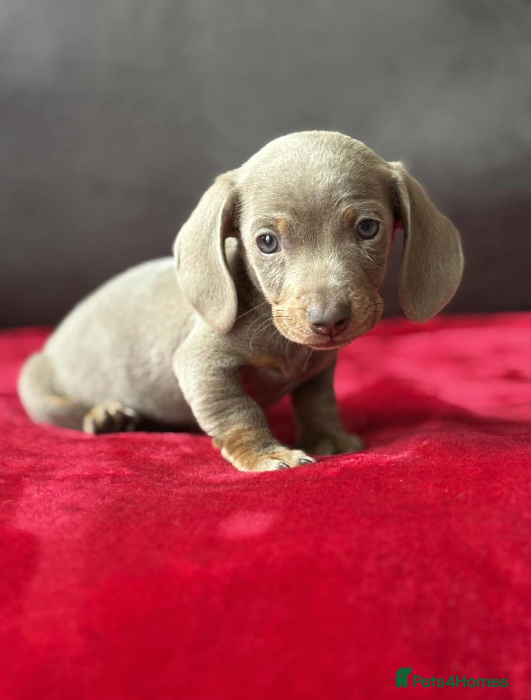 Miniature Dachshund dogs for sale: Beautiful miniature dachshund  - Image 7