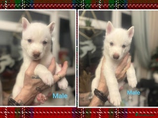 Siberian Husky dogs Siberian Husky puppies - Advert 3