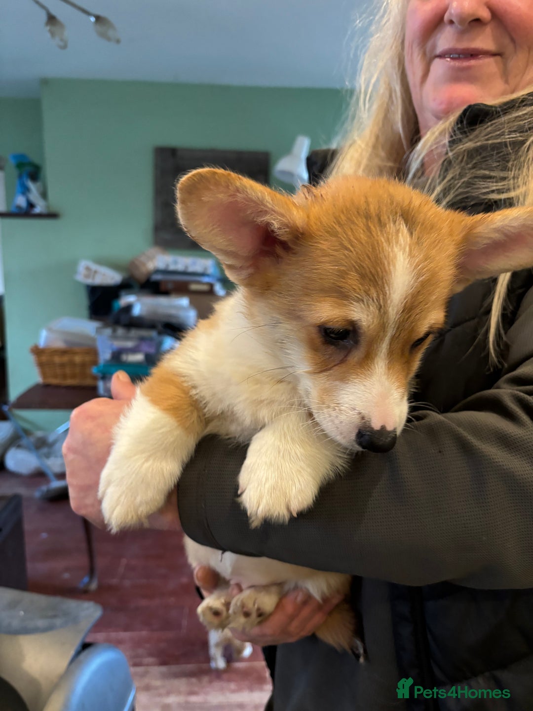 Welsh Corgi Pembroke dogs for sale: Four beautiful Pembroke Welsh Corgis - Advert 7