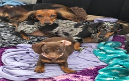 Miniature Dachshund dogs for sale: Galaxy Chocolate: Your Sweetest Adventure Awaits! - Image 3