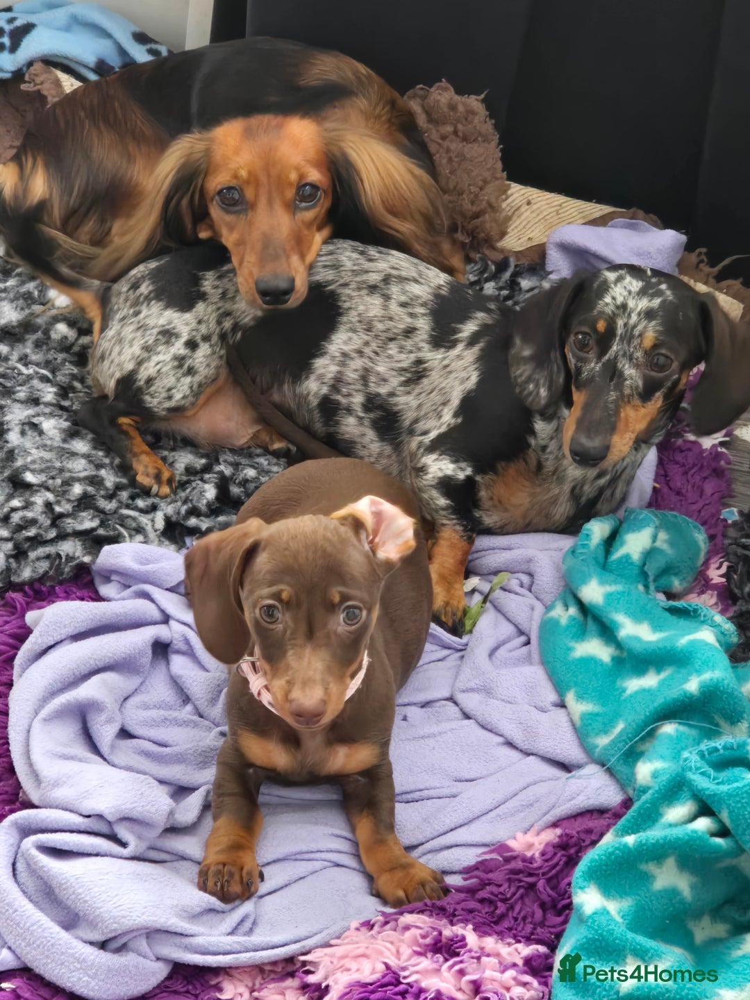 Miniature Dachshund dogs for sale: Galaxy Chocolate: Your Sweetest Adventure Awaits! - Image 3