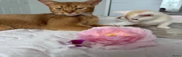 Abyssinian cats for sale: ✨ THE JEWEL OF THE LITTER: Rare Silver Sorrel Girl - Advert 7