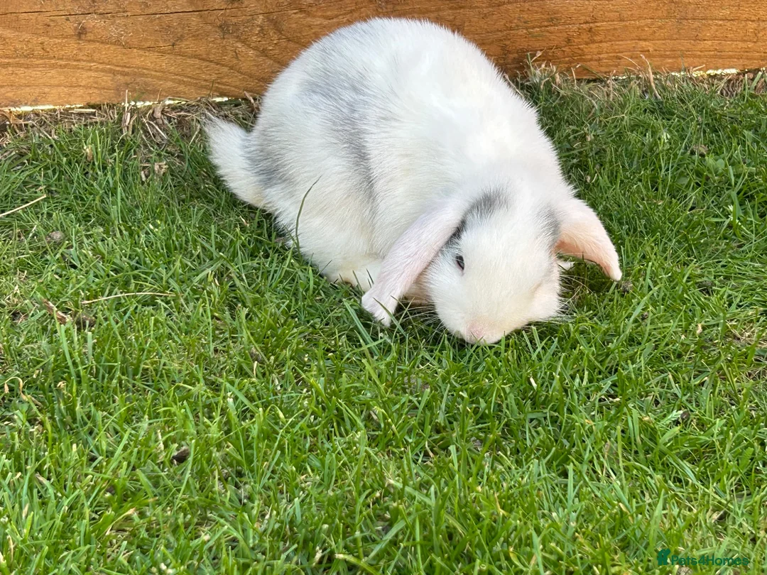 Mixed Breed rabbits for sale: White Rabbit Looking for a Loving Home 🏡 - Advert 1