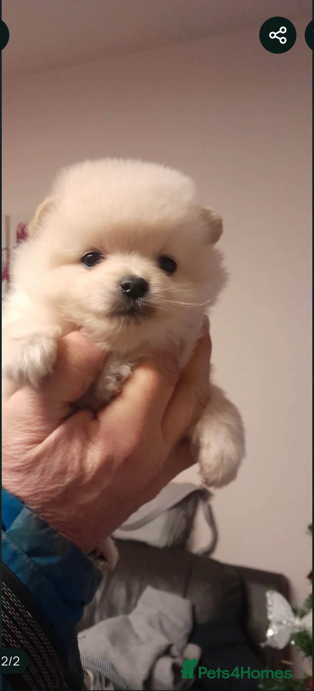 Pomeranian dogs for sale: Pomeranian  in Northampton - Advert 2