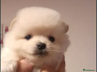 Pomeranian dogs Pomeranian - Advert 18