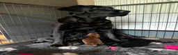 Labrador Retriever dogs for sale: KC Registered Labrador Puppies -Drakeshead Lines  in Llandeilo - Advert 5