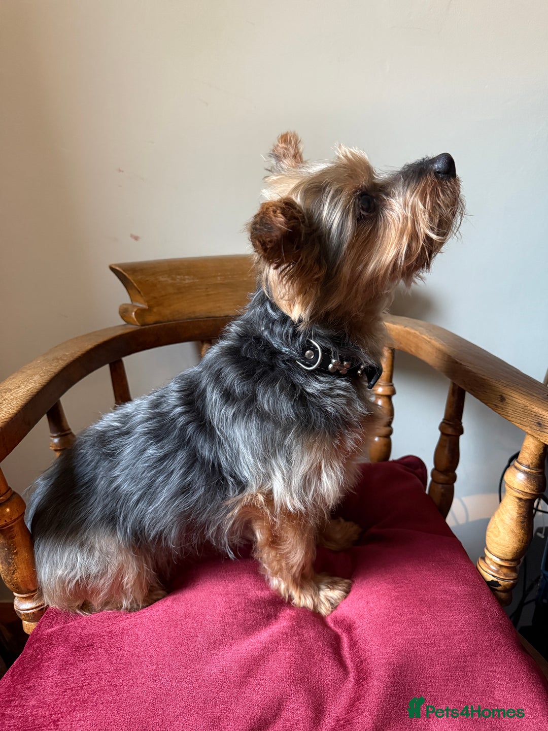 Yorkshire Terrier dogs for stud: Jasper the Yorkie for Stud - Image 2