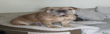 English Bulldog 1