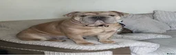English Bulldog dogs for sale: Mabel in Runcorn - Advert 5