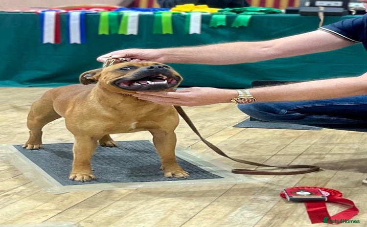 Staffordshire Bull Terrier dogs - Advert 1