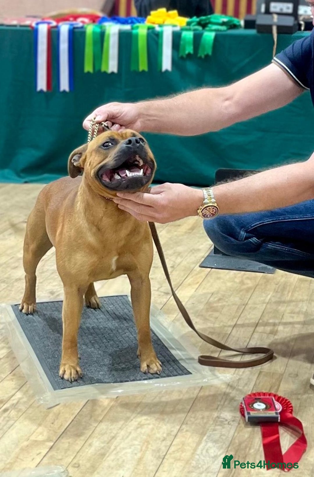Staffordshire Bull Terrier dogs for stud: SCOOBY NOW AVAILABLE FOR STUD IN THE UK - Image 4