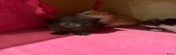 Mixed Breed cats for sale: READY TO LEAVE *2left* Part ragdoll kittens  - Advert 13