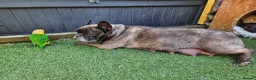French Bulldog dogs for sale: *NOW REDUCED*KC registered French bulldog puppies  - Advert 16
