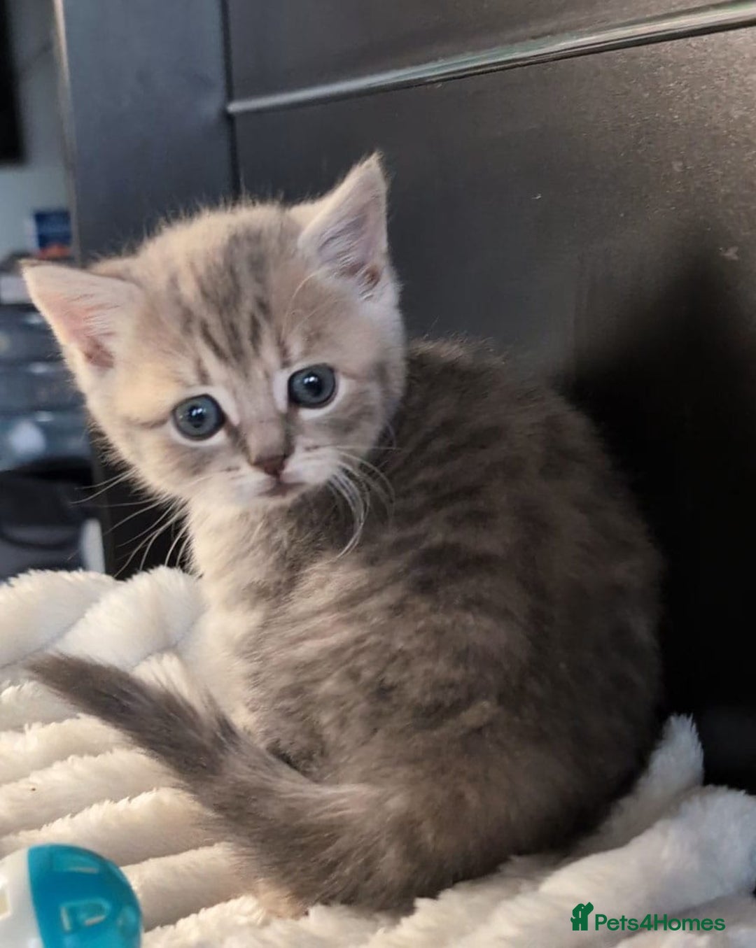 British Longhair cats for sale: 💖💙 BSH and BLH ● TICA & GCCF reg ●  - Advert 27