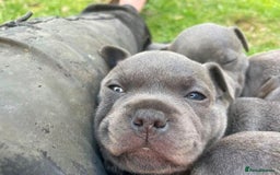 Staffordshire Bull Terrier dogs for sale: Blue Staffordshire Bull Terrier Puppies - Image 3