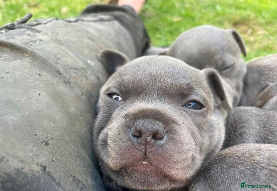 Staffordshire Bull Terrier dogs for sale: Blue Staffordshire Bull Terrier Puppies - Image 3