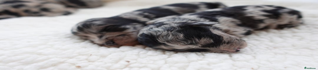Sheepadoodle Puppy 8