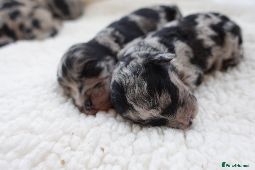 Sheepadoodle dogs for sale: Mini Sheepadoodle the wait is over!  - Image 8