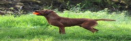 Labrador Retriever dogs for stud: Extensively Health Tested Fox Red Labrador Stud in Totnes - Advert 17