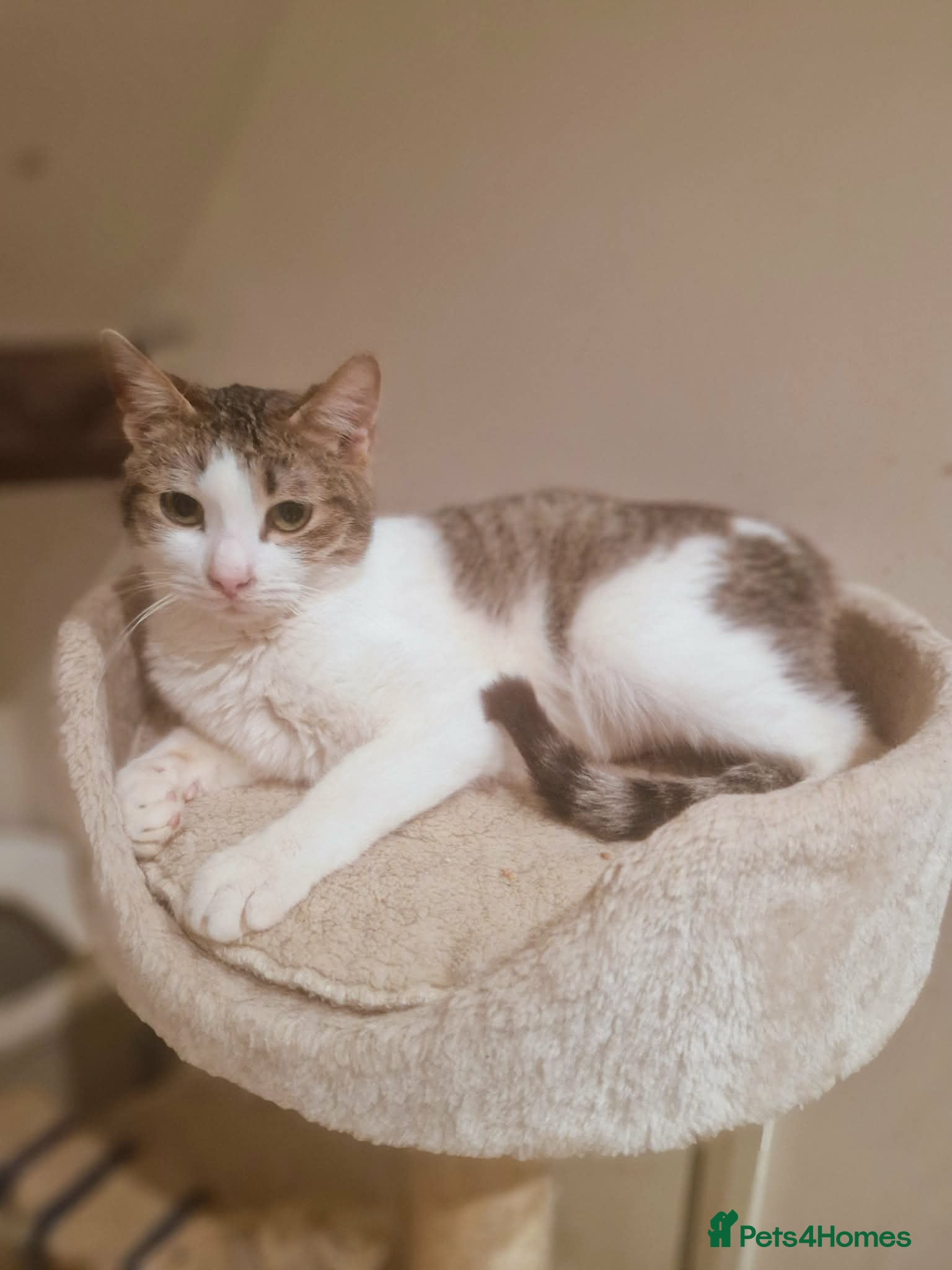 Mixed Breed cats for adoption: Galaxy for adoption in Waterlooville - Advert 8