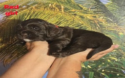 Sprocker dogs for sale: Beautiful Sproker pups for sale   - Image 12