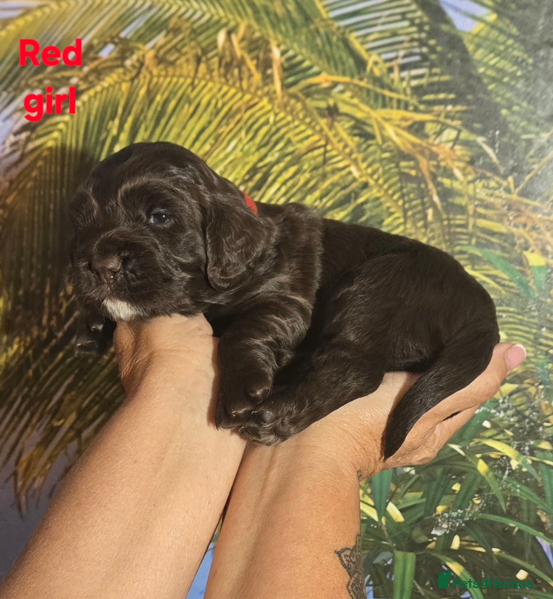 Sprocker dogs for sale: Beautiful Sproker pups for sale   - Image 12