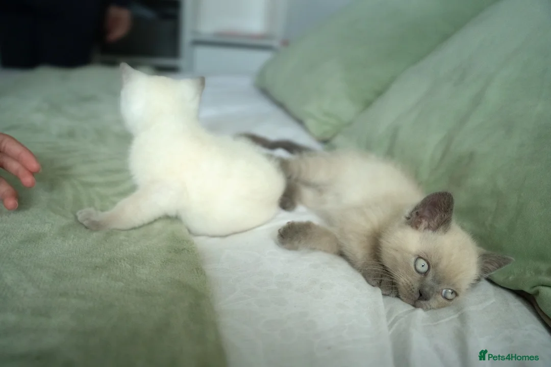 British Shorthair cats for sale: 💙 STUNNING Blue Colourpoint BSH kittens 💙 - Advert 15