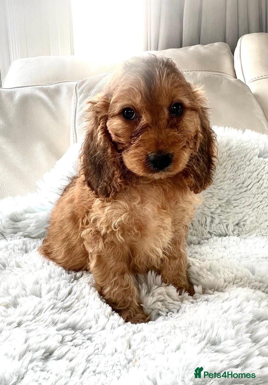 Cockapoo dogs for sale: F1 cockapoo puppies  - Image 5