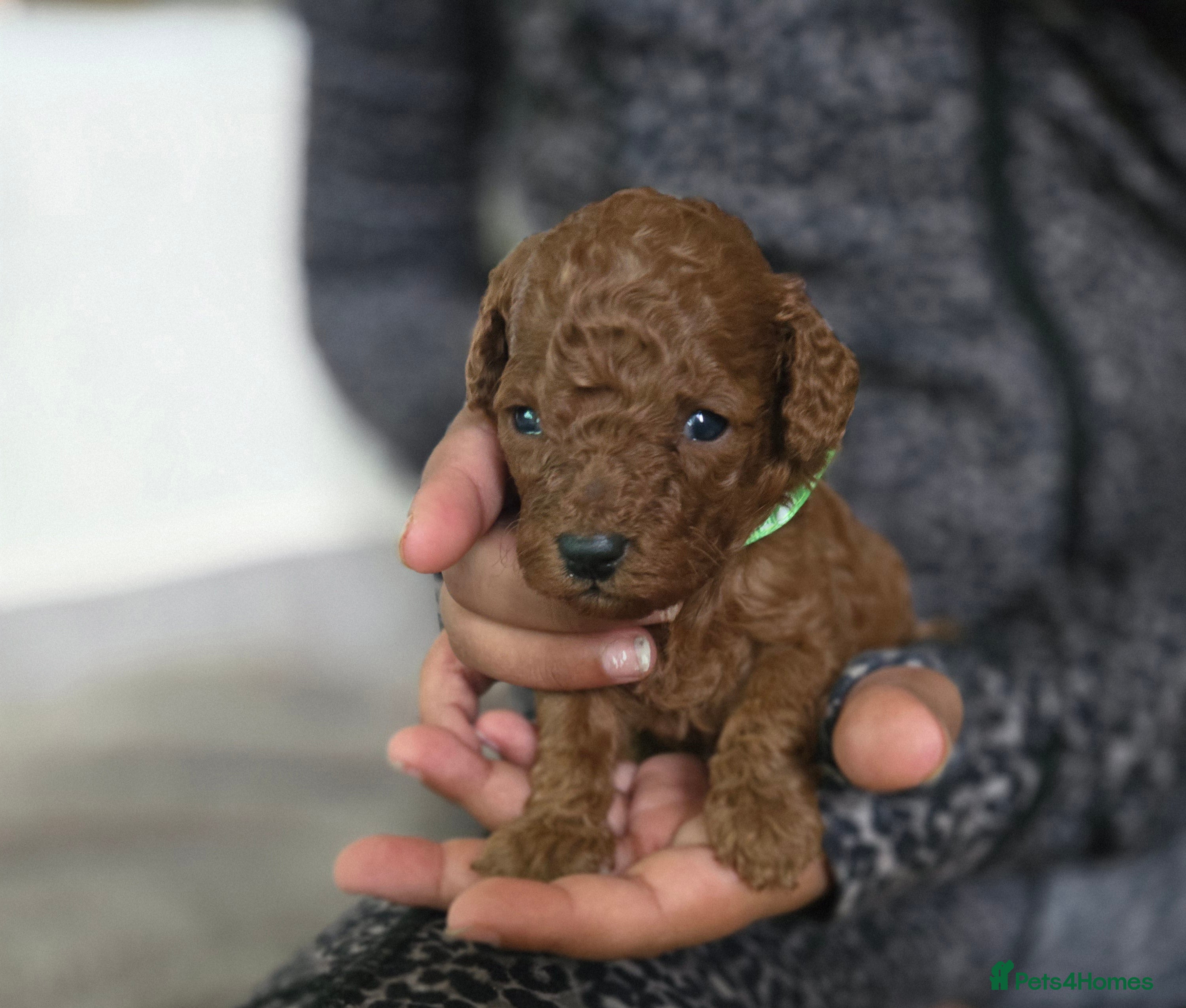 Toy Poodle dogs  Red toy poodles  - Advert 2