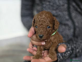 Toy Poodle dogs Red toy poodles - Advert 2