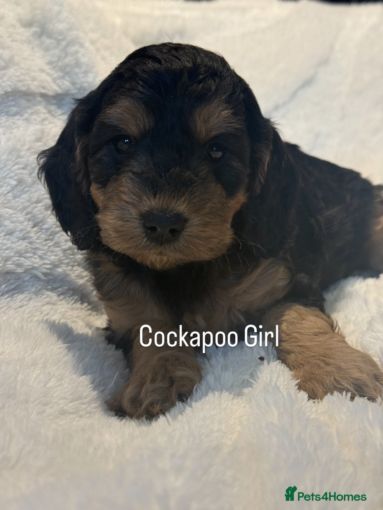 Cockapoo dogs Stunning  F1 Cockapoo black sable  - Advert 2