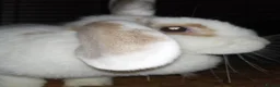 Mixed Breed rabbits for sale: Four female rabbits - Advert 7