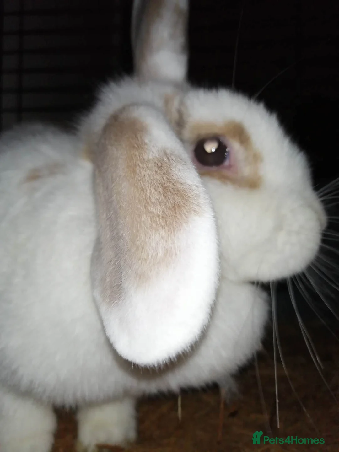 Mixed Breed rabbits for sale: Four female rabbits - Advert 7